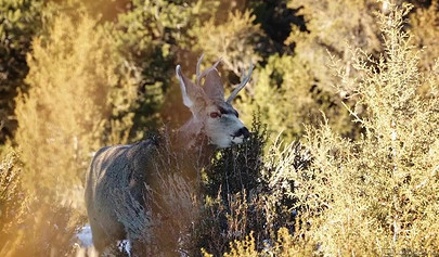 Stunning redhead and amazing brunette enjoying passionate lesbian pussy licking